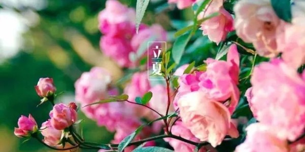 今日<i style='color:red'>立夏</i>丨春藏夏長(zhǎng)，愿你生如夏花，熱烈絢爛,一路芬芳！